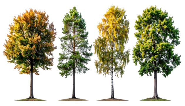 Four trees showing seasonal foliage variations on black ground