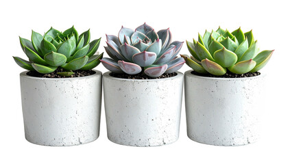 Three potted succulents in white, textured concrete containers
