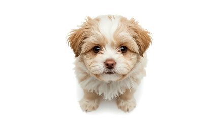 Adorable puppy looking up with sweet eyes, perfect for heartwarming pet adoption campaigns and conveying pure canine joy with a cute furry friend