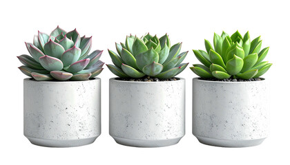 Three succulents in concrete pots, against a dark backdrop