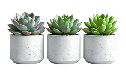 Three succulents in concrete pots, against a dark backdrop