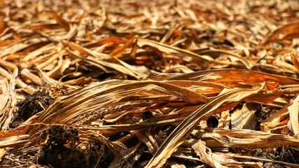 Close-Up of Dried Corn Leaves and Crop Residue on Farmland, Golden Brown Mulch Texture Background