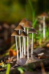 Cluster of long-stemmed mushrooms (Psathyrella) with  brownish smooth caps and thin light-colored fragile stems in a clearing in autumn forest in Sauerland (Germany). Macro close up from worm’s eye.