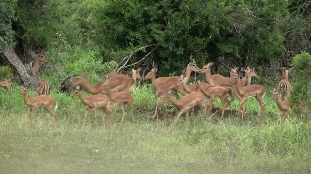In the Southern African savannas, impalas (Aepyceros melampus) typically live in large herds. These herds, with large numbers of young living together, also serve as nurseries. The adults both raise a
