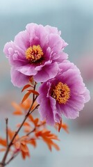 Macro Photo of Two Fuchsia Peonies in Bloom with Delicate Frost and Orange Leaves on a Soft Blue Background