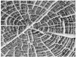 Abstract Halftone Background