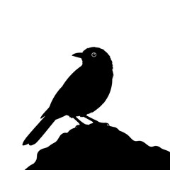Small bird on a rock top