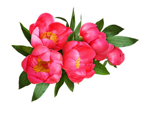 Сoral peony flowers with green leaves in a corner floral arrangement isolated on white or transparent background