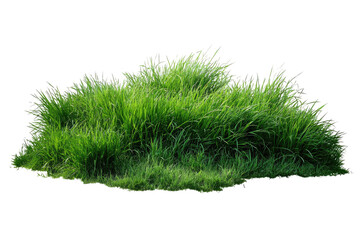 Lush, vibrant green grass clump with tall blades swaying gently