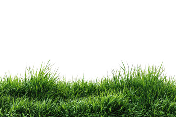Lush green grass with individual blades, against a black background