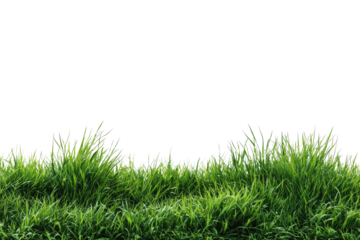 Lush green grass with individual blades, against a black background