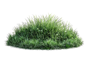 Lush green grass mound with airy seed heads