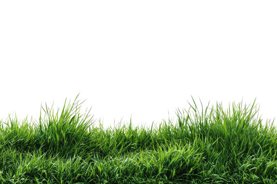 Lush green grass with individual blades, against a black background