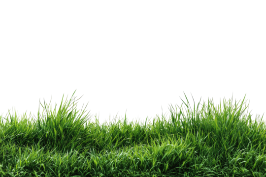 Lush green grass with individual blades, against a black background