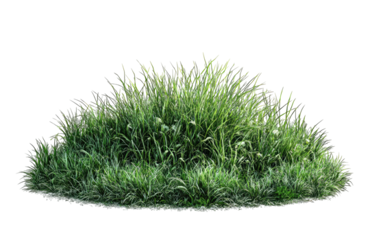 Lush green grass mound with airy seed heads