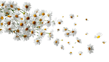 Delicate white daisies scattered on a dark background