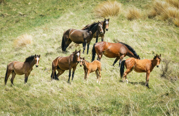 High angle view of a herd of Kaimanawa horses. Kaimanawa Range. New Zealand.