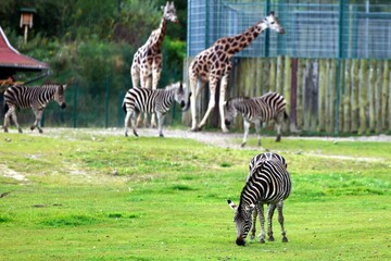 Zebras and Giraffes Grazing in a Green Enclosure