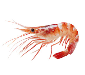 Bright pinkish-orange shrimp with white markings on dark background