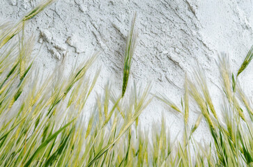 Close up of green wheat stalks against a textured background
