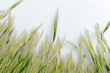 Golden wheat stalks reaching towards a bright sky