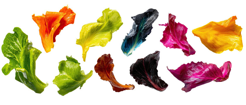 Various colorful edible leaves and flower petals against black background