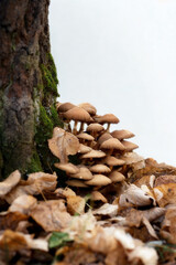 Cluster of honey mushrooms growing at the base of a tree