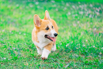 Cute dog of breed of Pembroke Welsh Corgi with its tongue out is walking on the grass and looking away
