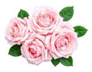 Obraz premium Decorative Cluster of Multiple YRose Stems, Top-Down Arrangement, Isolated