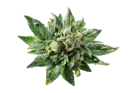 Close-up of a dew-kissed, green cannabis bud, top view