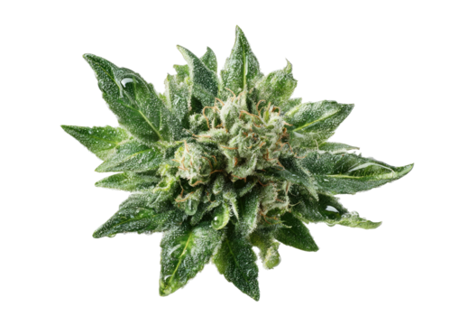 Close-up of a dew-kissed, green cannabis bud, top view