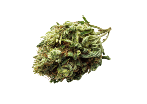 Close-up of a dried cannabis bud with green and orange hues