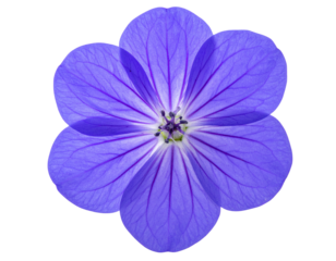 Macro Close-Up of Streptocarpus Blossom with Visible Veins, Isolated on Transparent Background