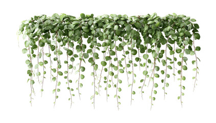 Lush cascading greenery with tiny, rounded leaves on dark stems
