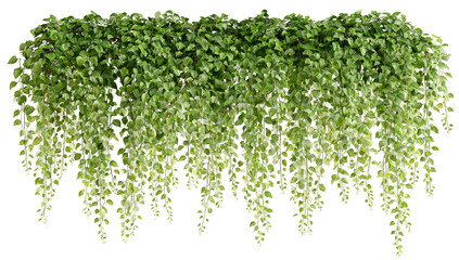 Obraz premium Lush cascading green foliage, a natural curtain of leaves