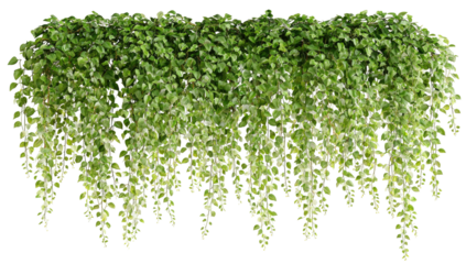 Lush cascading green foliage, a natural curtain of leaves