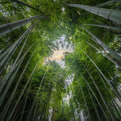 Bamboo stalks stretching toward the sky
