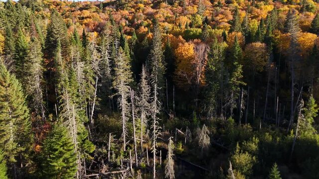 Aerial view of a colorful autumn forest with lake, river, and mountains at sunset in Mauricie, Quebec, Canada. Warm golden light illuminates the vibrant fall foliage and peaceful landscape.