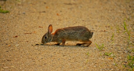 A baby rabbit is bending down to forage for food on a dirt path.