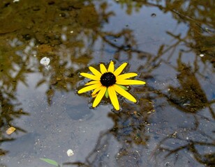 Yellow Daisy Floating in Water with Reflections.