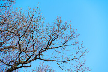 Obraz premium Tree branches with fresh buds sprouting on blue sky