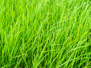 Fototapeta premium Rice field background, jasmine rice organic agriculture farm raw food ingredient traditional asian, green grass landscape environment zero carbon energy eco concept.