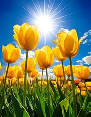 Yellow Tulips Blooming Under a Bright Sun in Spring.
