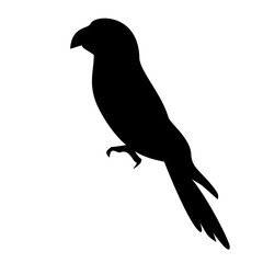 Parrot Silhouette 