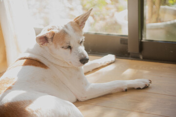 日光浴をしているイヌ