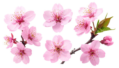 Blossoming branch bearing soft pink flowers against dark backdrop