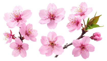 Blossoming branch bearing soft pink flowers against dark backdrop
