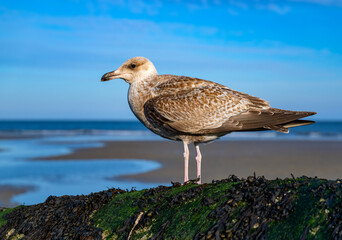 Portrait of a young herring gull (Larus argentatus) on a weathered breakwater. Tidal creeks on the sandy beach of Norderney island (Germany) in the background. Common sea bird of the North Sea.