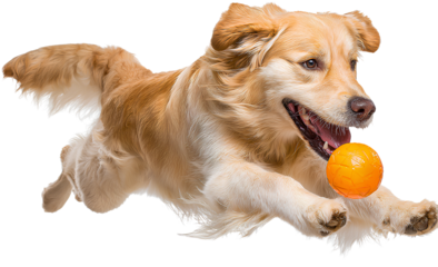 Golden Retriever Dog Playing Ball Action Shot Energetic Happy Pet Fun Outdoors Activity Running Jumping Agility Exercise