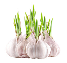 fresh garlic bulbs with vibrant green sprouts, symbolizing natural health and culinary potential, ideal for wellness themes and gourmet recipe visuals